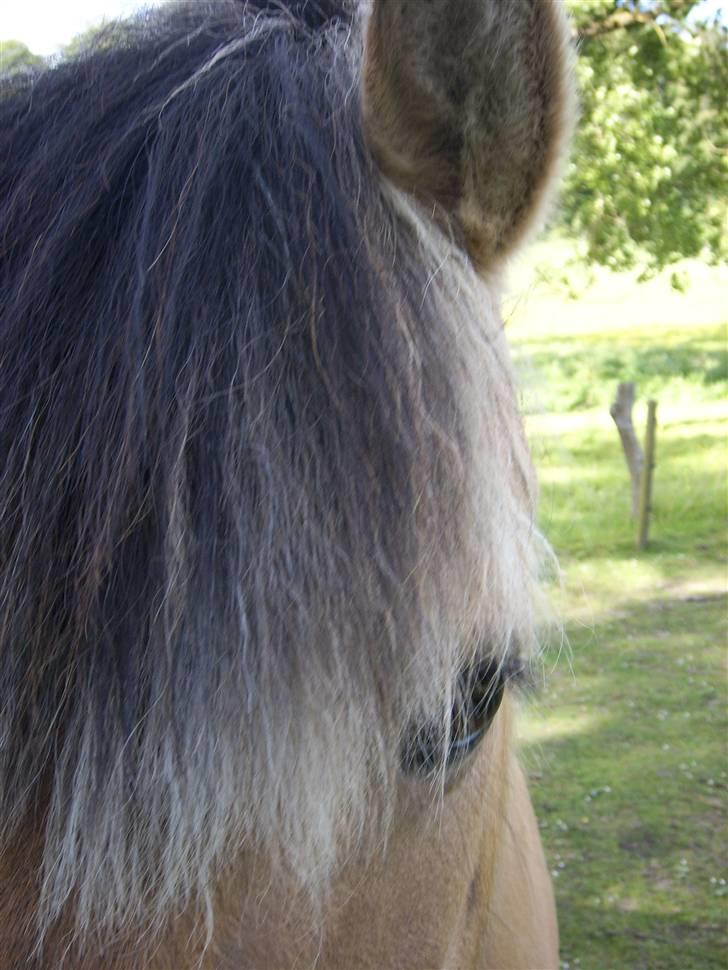 Fjordhest Tøsen billede 6