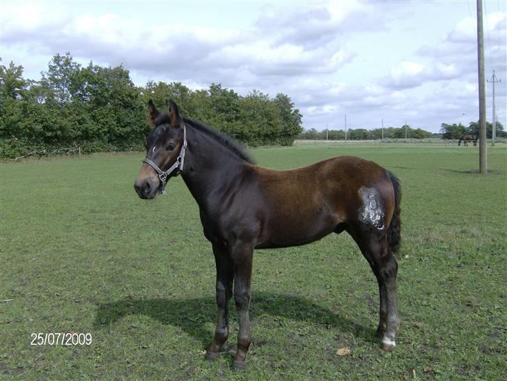 Oldenborg Union´s Valentino - Dejligt at være hjemme igen, men jeg har godt nok ondt efter denne by tur. Det er ikke altid man kan huske hvad man har lavet, men jeg tror nu nok jeg er blevet brændemærket. billede 8