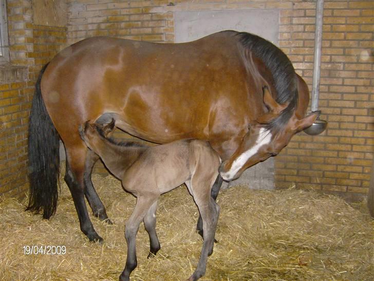 Oldenborg Union´s Valentino - Her er jeg kun få timer gammel og meget usikker på mine laaaange ben, så det er godt at moar hjælper mig billede 12