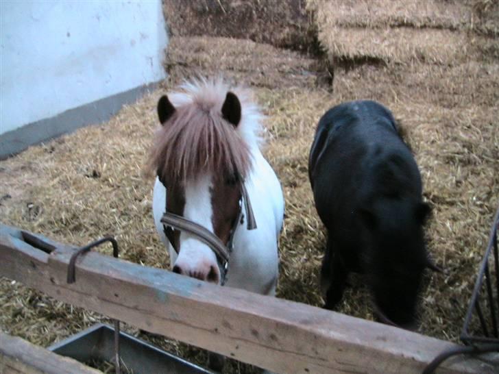 Anden særlig race Kvik  - Velkommen til Kviks profil. billede 1