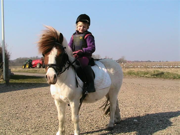 Anden særlig race Kvik  billede 2