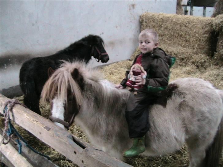 Anden særlig race Kvik  - Lillebror og Kvik. billede 3