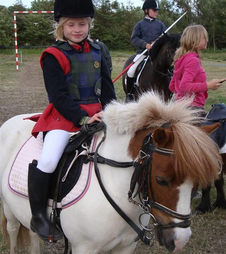 Anden særlig race Kvik  - Ringridning i Sdr. Sejerslev. (8 ud af 24 ringe) billede 4