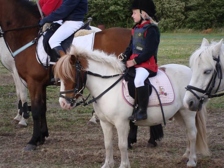 Anden særlig race Kvik  - Ringridning i Sdr. Sejerslev. (8 ud af 24 ringe) billede 5