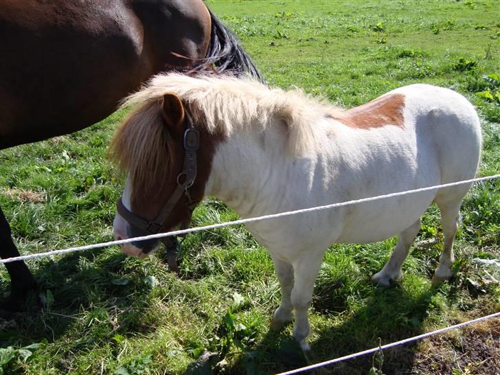 Anden særlig race Kvik  - Foldtid med Chardonnay. billede 6