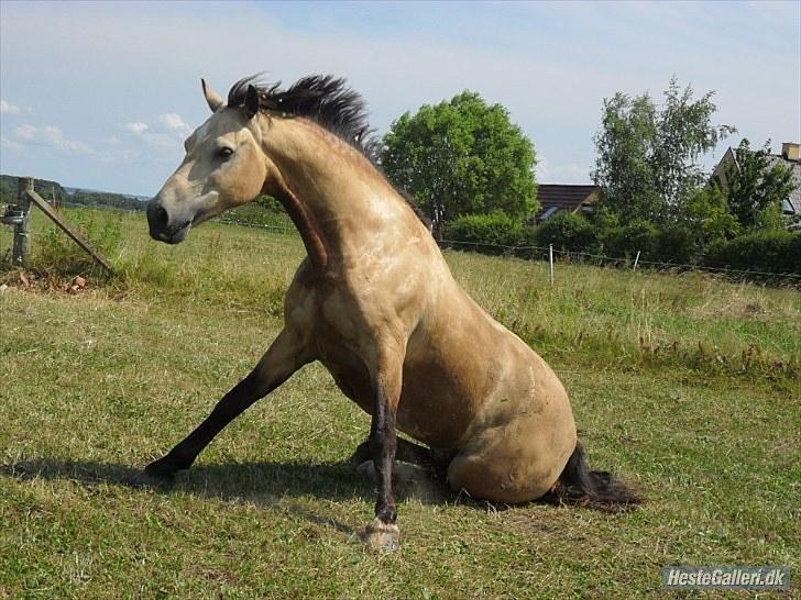 Welsh Cob (sec D) Ocebio <3 - Vind i håret og det hele! (; Foto: Cecilie billede 10