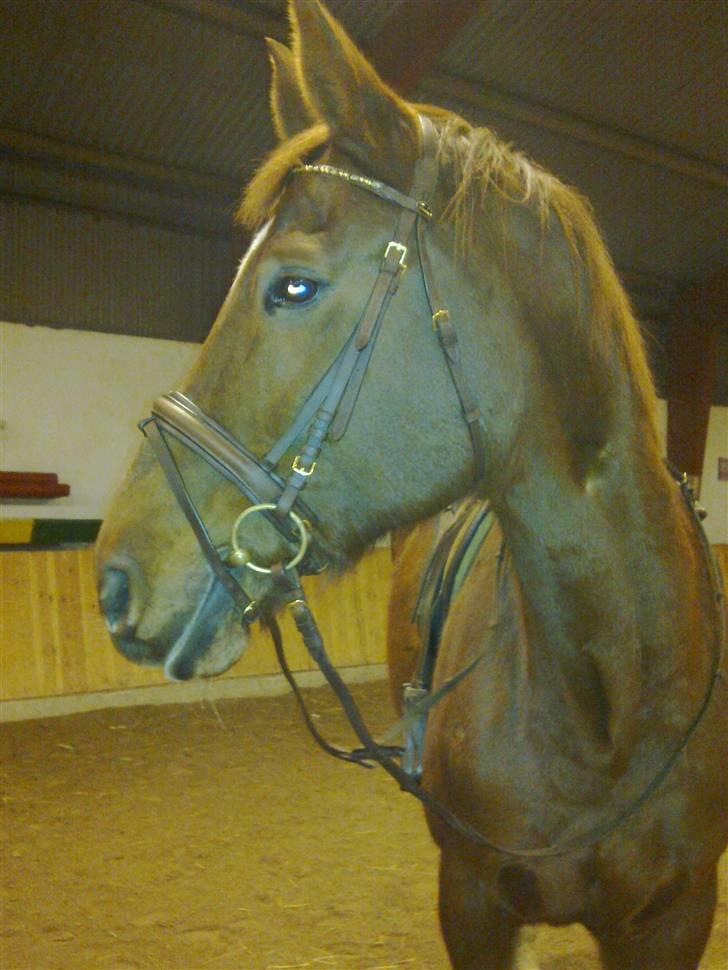 Dansk Varmblod Mirelle Kongeådal RDH R.I.P. - Se mit nye hovedtøj. billede 3