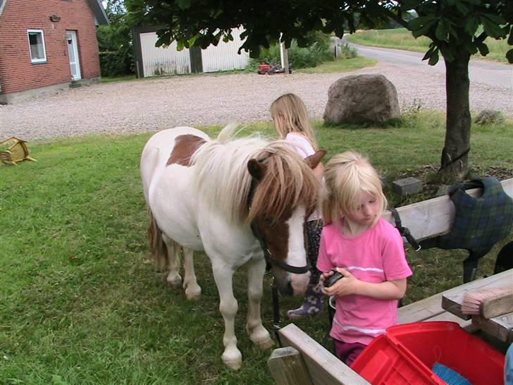 Anden særlig race Kvik  - Nussetid billede 7