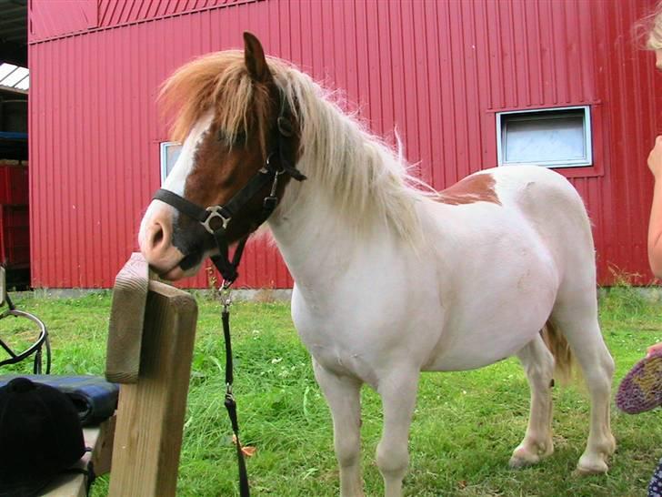 Anden særlig race Kvik  billede 8