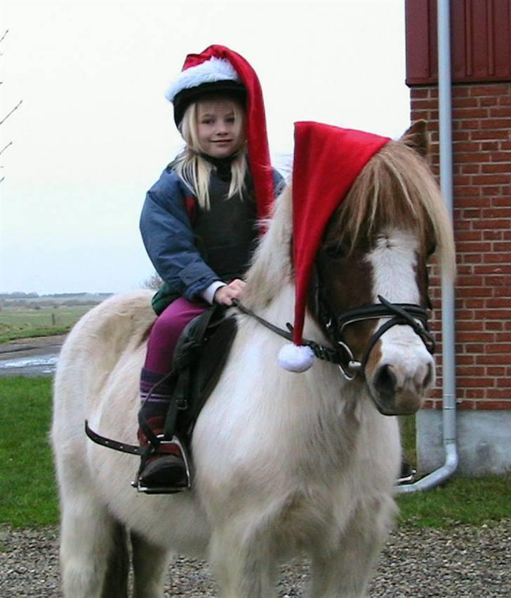 Anden særlig race Kvik  - Julebillede. Vinder af 1000 kr til rideudstyrsbutik. billede 9