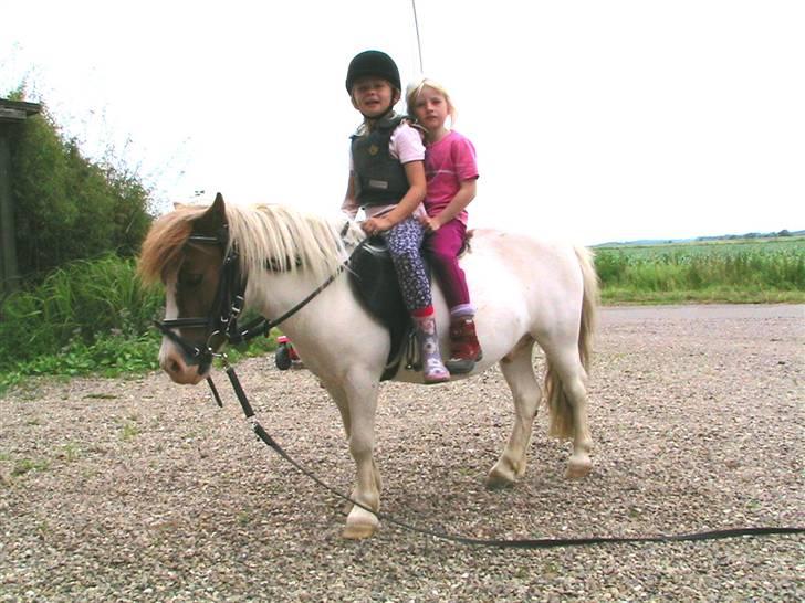 Anden særlig race Kvik  - Sød pony. billede 10