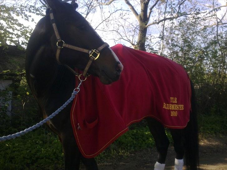 Anden særlig race Jackson *R.I.P* - TLR KLUBMESTER PONY DRESSUR 2010 billede 2