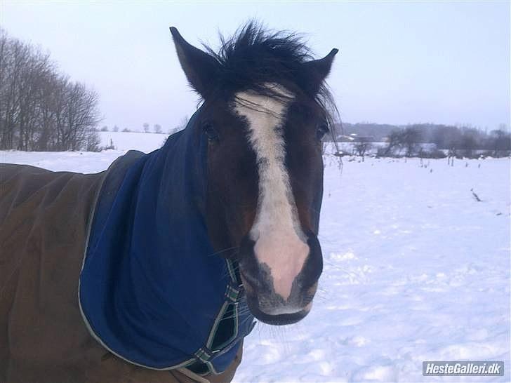 Anden særlig race Jackson *R.I.P* - Hov hvad var det?! miin skath<3 billede 7