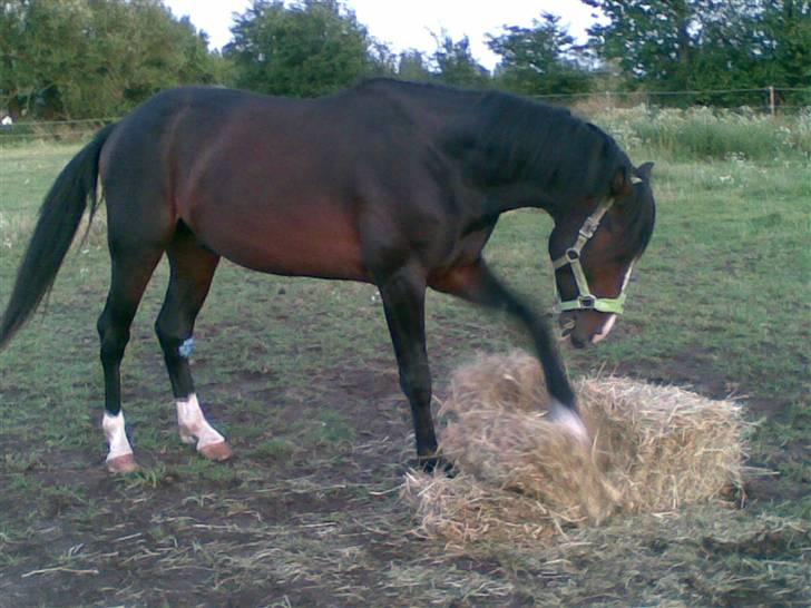 Anden særlig race Jackson *R.I.P* - Graver lige lidt i høet!<3 billede 8