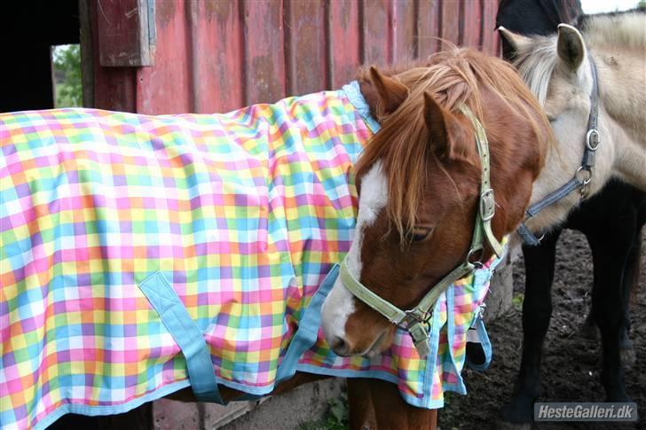 Anden særlig race Wareno - Ny dækken (d.8/10-2009) det er meget spændende! :D billede 16