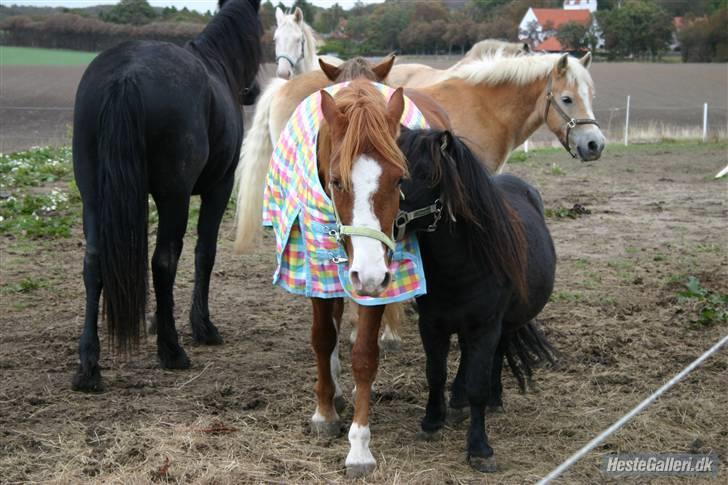 Anden særlig race Wareno - meget spændende, for allesammen! :D  billede 17