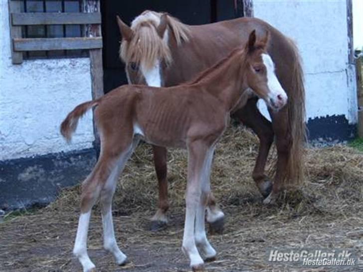 Anden særlig race Wareno - Wareno  med mor :D  billede 18