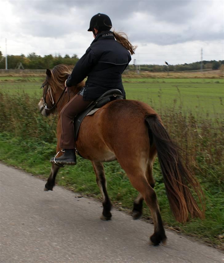 Islænder Tritla fra Rønnekildegård - d. 10 okt. 09 Sara og Tritla. I fuld trav billede 16
