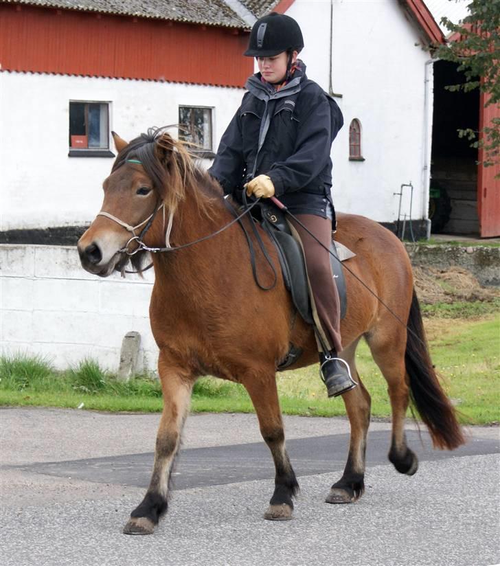 Islænder Tritla fra Rønnekildegård - d. 10 okt 09 Sara og Tritla på tur første gang sammen, på vej hjem. Tritla redet i 14 dage. billede 17