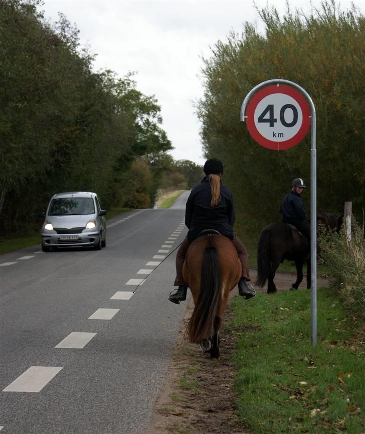 Islænder Tritla fra Rønnekildegård - Temmelig trafik sikker.  billede 18