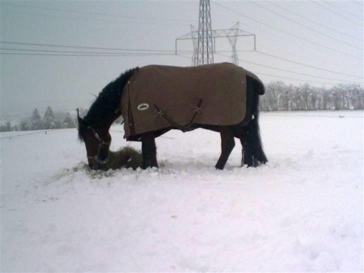 Anden særlig race Cherif ( solgt ) - ja så kom der sne billede 18
