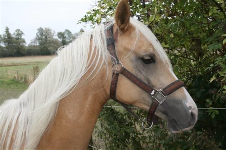 Palomino Diva billede 10