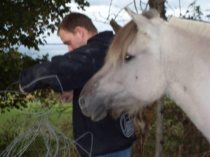 Fjordhest Trøstrupgårds Benna IFOL billede 17