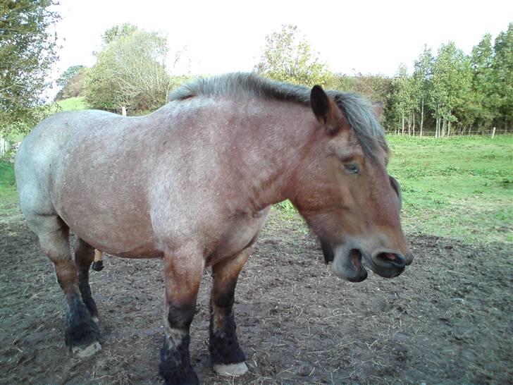 Belgier jonas aka bøffen  - min meget kloge og viise hest :D ..  billede 16