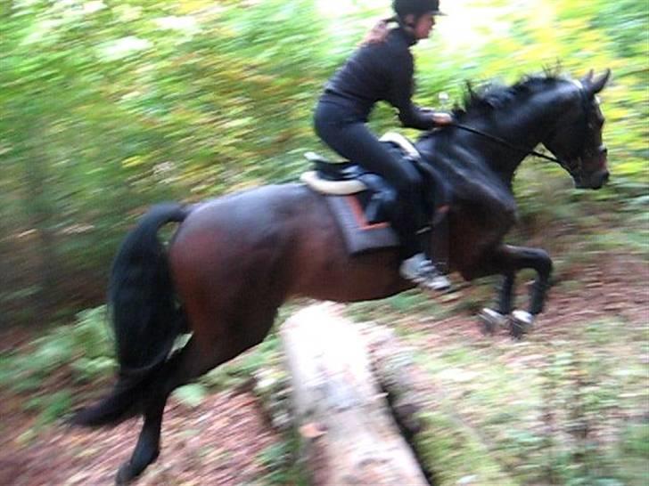 Dansk Varmblod Daylight Rex R.I.P. <3 billede 11