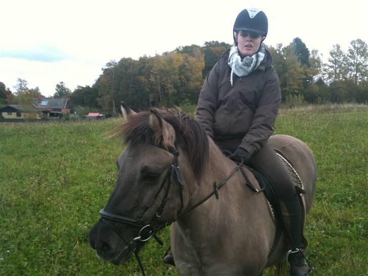 Islænder Sunna fra Vrangbækgård billede 9