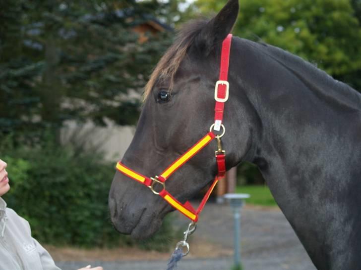 Traver Oddsindskudspuppen(solgt  billede 1