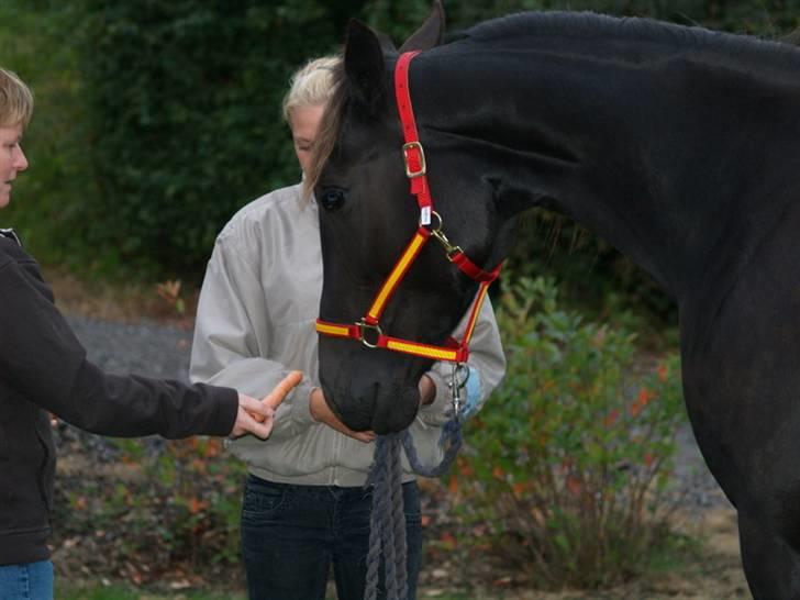 Traver Oddsindskudspuppen(solgt  billede 2