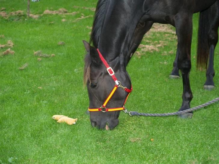 Traver Oddsindskudspuppen(solgt  billede 4