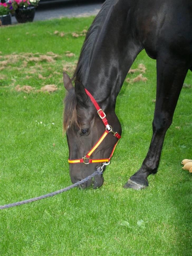 Traver Oddsindskudspuppen(solgt  billede 5