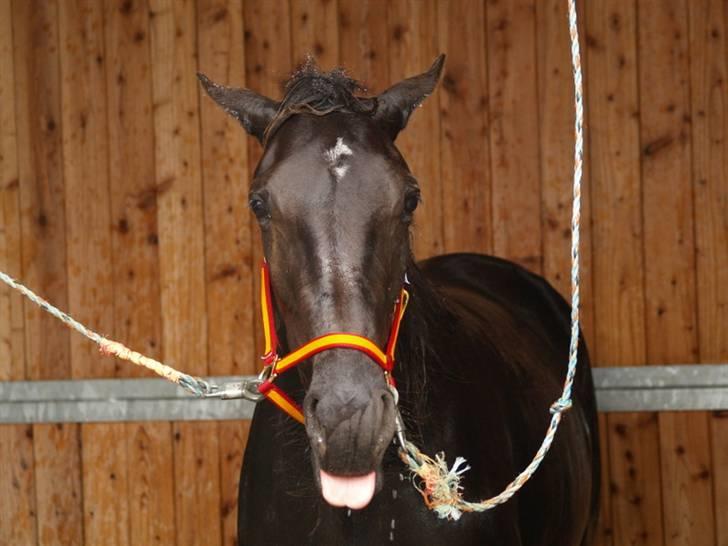 Traver Oddsindskudspuppen(solgt  billede 8