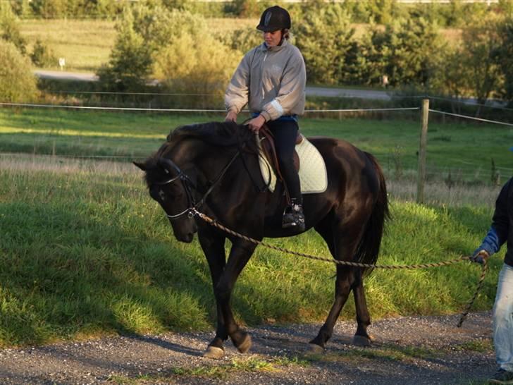 Traver Oddsindskudspuppen(solgt  - Første gang med rytter billede 9