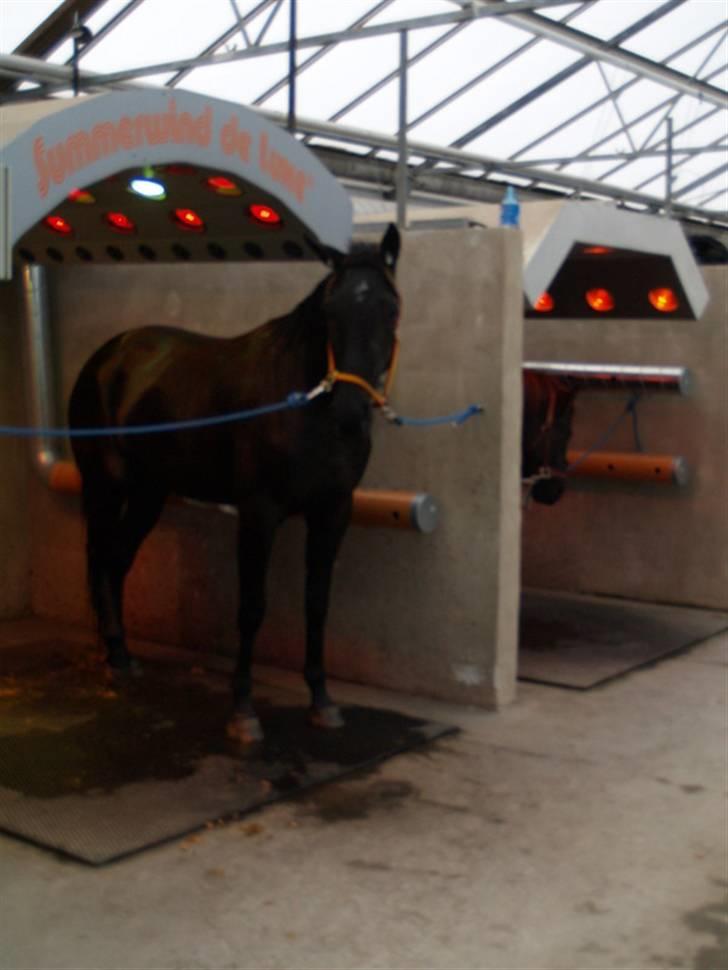 Traver Oddsindskudspuppen(solgt  billede 13