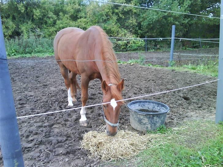 Anden særlig race Trigger (SOLGT) billede 8