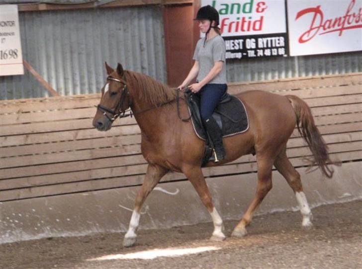 Anden særlig race Trigger (SOLGT) - Hygge ridning billede 9