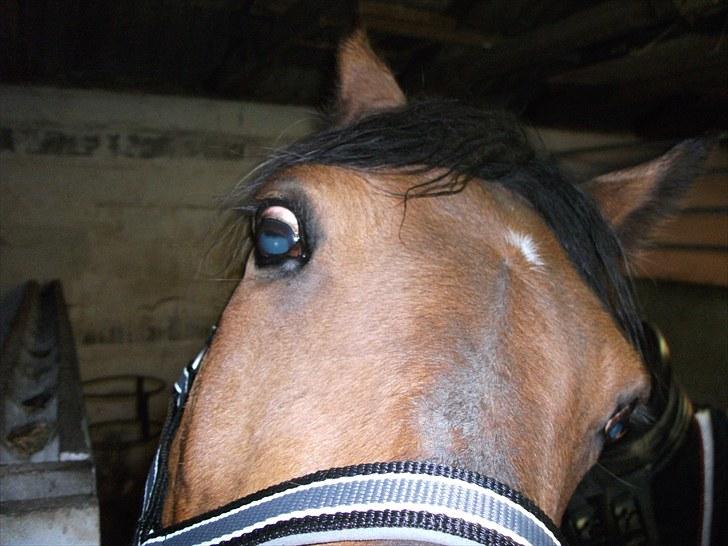 Traver Topper ;-) - NYT Hygge i stalden<3 Foto: mig # billede 6