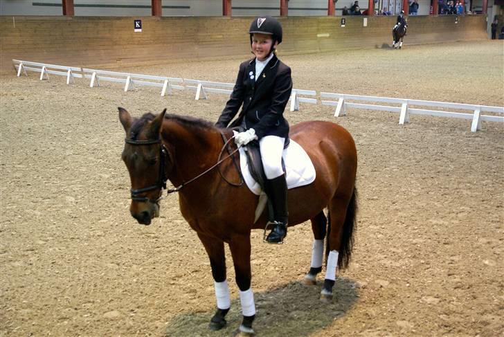 New Forest Napoli (R.I.P).<3 - min kun min delige pony<3 billede 8