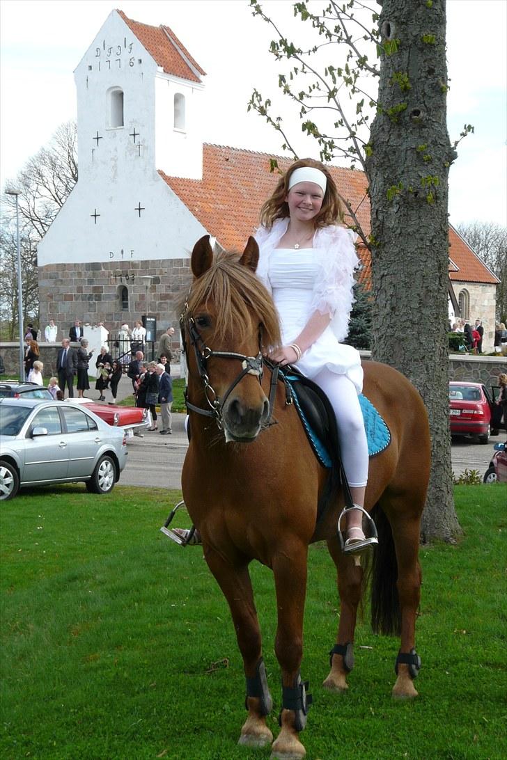 Anden særlig race Barcardi - Barcardi ved min Konfirmation!!. <3 billede 8