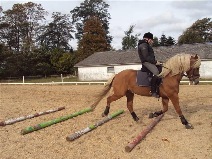 Haflinger Vestervangs Hodder - Dressur over bomme 10/10-09 billede 16