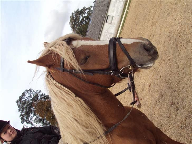 Haflinger Vestervangs Hodder - Afslapning 10/10-09 billede 17