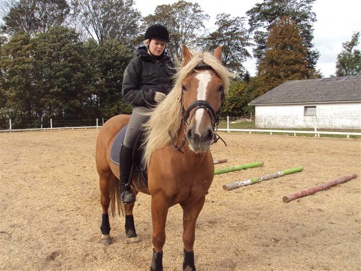 Haflinger Vestervangs Hodder - Hvad sker der? o: 10/10-09 billede 18