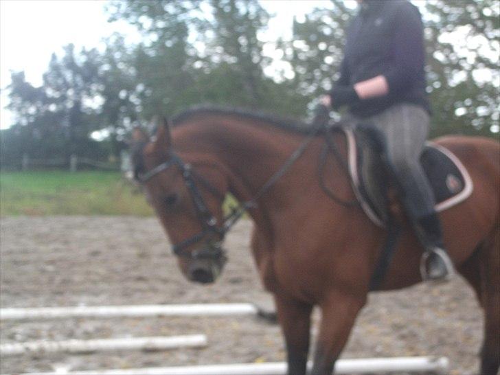 Traver Topper ;-) - regitze rider topper, hun nyder det!<3 Foto: mig % NYT billede 13