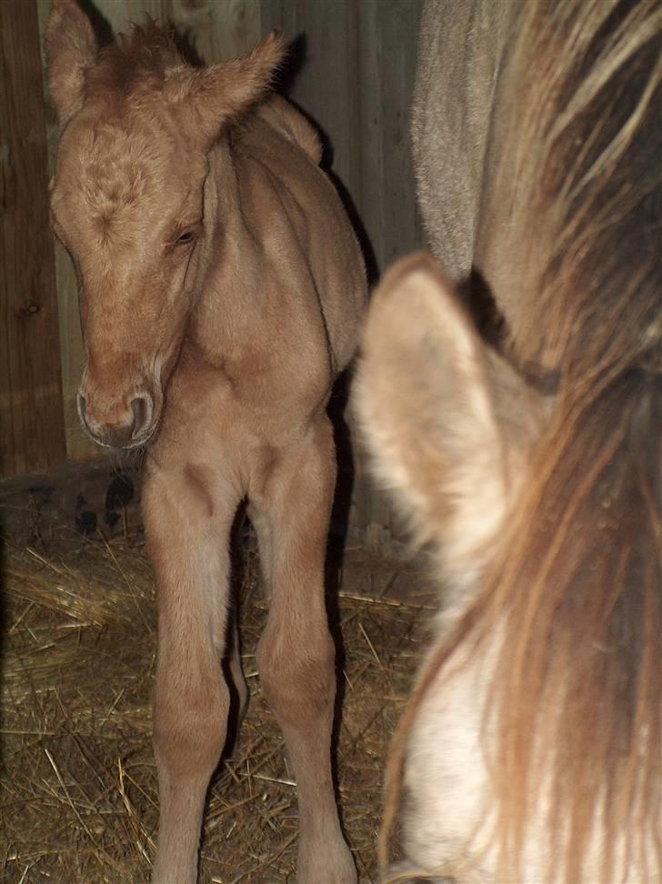 Anden særlig race Playboy billede 3