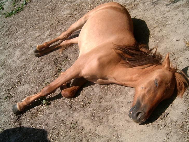 Anden særlig race Playboy - Så skal der soles, man skal jo have noget farve..... Ik?? billede 12