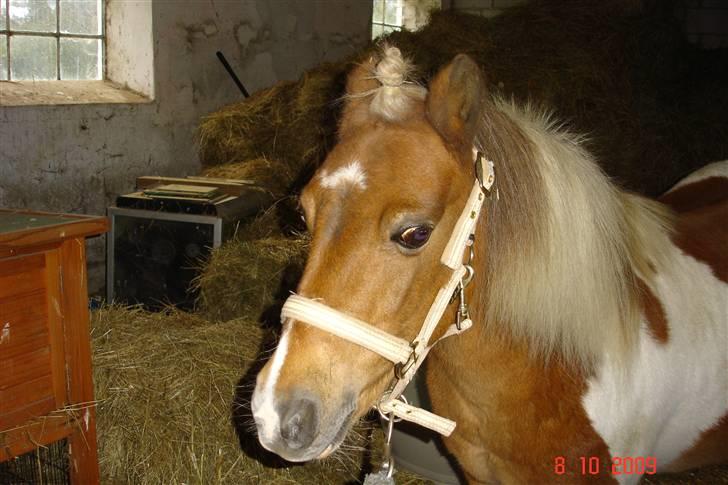 Anden særlig race Freja <3 billede 7