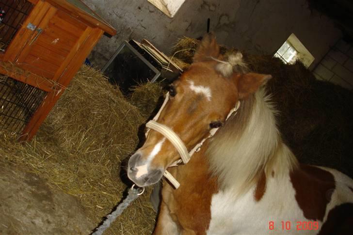 Anden særlig race Freja <3 billede 8